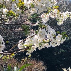 大島桜の枝